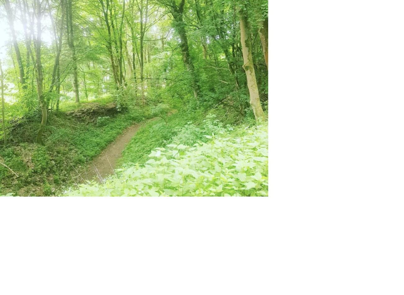 Vintage-Zimmer Burgblick Felsberg ภายนอก รูปภาพ
